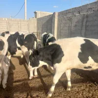 گوساله نر|حیوانات مزرعه|ماهدشت, |دیوار