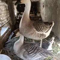 فروش یک جفت قو غاز اکراینی|حیوانات مزرعه|بیرجند, |دیوار