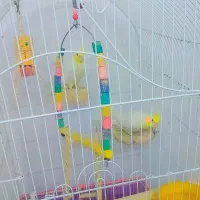 عروس هلندی|پرنده|ساوه, |دیوار