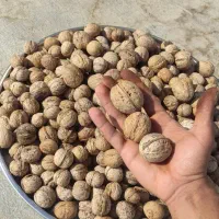 گردو تازه سامان بدون خرابی وپوک|خوردنی و آشامیدنی|نجف‌آباد, شهدای غربی|دیوار