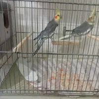 پرنده. جفت و جوجه عروس.فنج لپ سیاه.|پرنده|رفسنجان, |دیوار