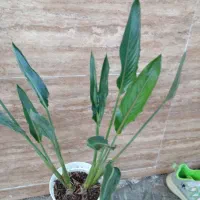 گلهای زیبا|گل و گیاه طبیعی|خمام, |دیوار