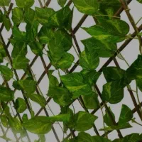 چمن|گل مصنوعی|مشهد, امامیه (شهرک غرب)|دیوار