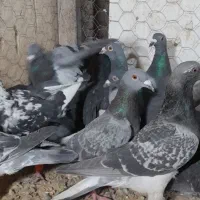 آلمانی کفتر بوم رنجر کفتر جنگی|پرنده|مشهد, کوشش|دیوار