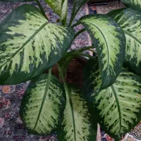 گل طبیعی دیفن