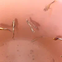 ماهی|ماهی|نسیمشهر, |دیوار