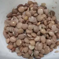 عدس روس درجه1