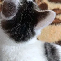 واگزاری گربه DSH