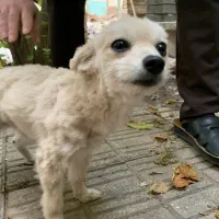 یک قلاده سگ پاکوتاه پیدا شده|سگ|مرند, |دیوار