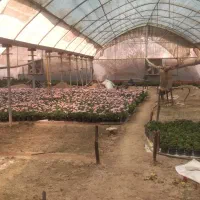 گلخانه3500متری-آب-برق-گاز-سند-تک-برگ