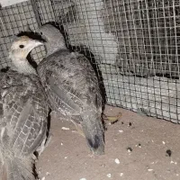 بلدرچین هیکلی درشت