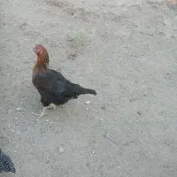 بوقلمون کرچ ومرغ لاری|حیوانات مزرعه|کلاترزان, |دیوار