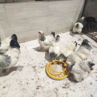 تخم مرغ نطفه دار برهما|حیوانات مزرعه|قائم‌شهر, |دیوار