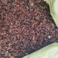 کشمش افتابی