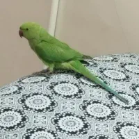 ملنگو سخنگو جوجه نر