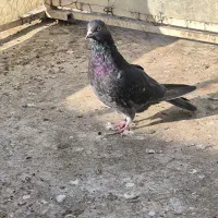 کفتر یا کبوتر|پرنده|قرچک, زیبا شهر|دیوار