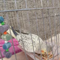 عروس هلندی ماده بالغ