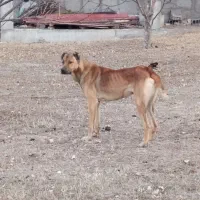 سرابی نر یک ساله