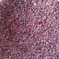 لوبیا قرمز بوجاری شده