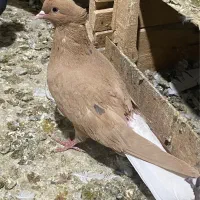 کبوتر دم سفید