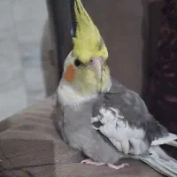 عروس هلندی گمشده