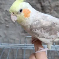 دو عدد عروس هلندی|پرنده|کوهدشت, |دیوار