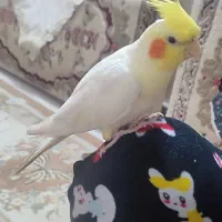 عروس هلندی سخنگو