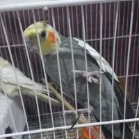 یه جفت عروس هلندی|پرنده|مشهد, نوغان|دیوار