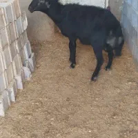 گوسفند نر نژاد دار قره قزل قوچ چهار دندان|حیوانات مزرعه|بلبان آباد, |دیوار