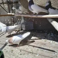 ۵عدد کبوتر به فروش میرسد