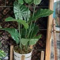 گیاه مصنوعی