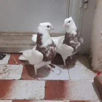 طوقی فروشی ومعاوضه