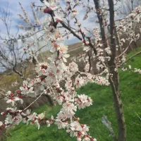 فروش باغ در ۳ کیلومتری خلخال