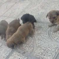 توله سگ پامراشپیتز گوش افتاده