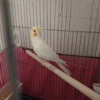 عروس هلندی ماده|پرنده|پاکدشت, پاکدشت (مامازند)|دیوار