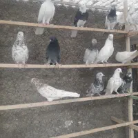 ۳۴طوق کبوتر پرشی|پرنده|تهران, جوادیه|دیوار