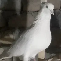 کبوتر پرشی