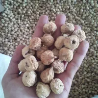 انجیر تازه ارگانیک امسال|خوردنی و آشامیدنی|قم, ارم|دیوار