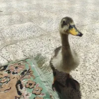 دوتا جوجه اردک