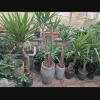 جشنواره گل های آپارتمانی