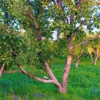 فروش باغ سیب