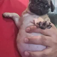 توله پاگ دو ماهه|سگ|تهران, مختاری|دیوار