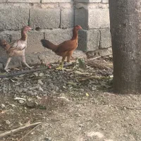 تیش ‌ و خروس لاری