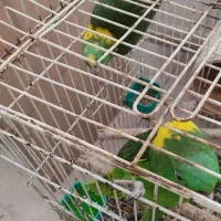 جفت مولد آمازون|پرنده|تهران, گلستان (شهرک راه آهن)|دیوار