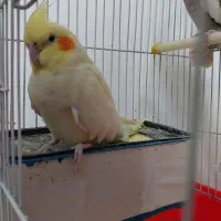 عروس هلندی و مرغ عشق