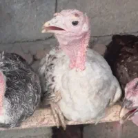 بوقلمون