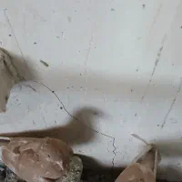 کبوتر سسلی|پرنده|ارومیه, |دیوار