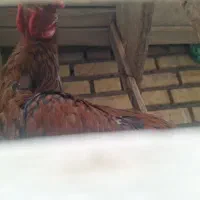 خروس لاری