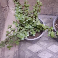 گل خرفه ۲ساله با تنه ی مقاوم
