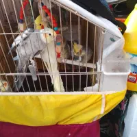 طوطی عروس|پرنده|الوند, |دیوار